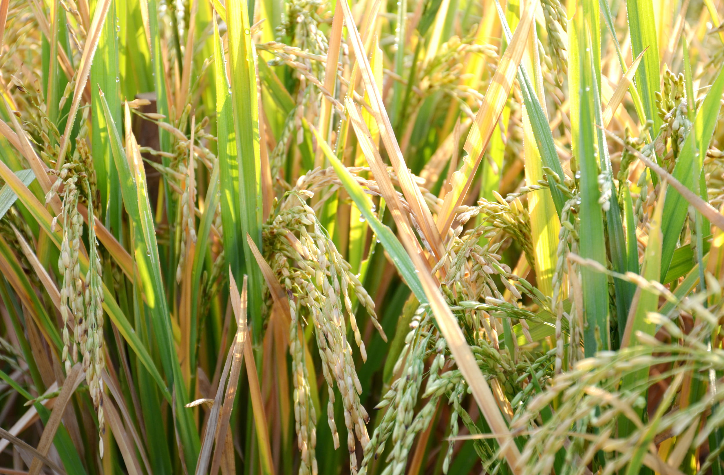 Global Vegetation Pest and Disease Dynamic Remote Sensing Monitoring and Forecasting