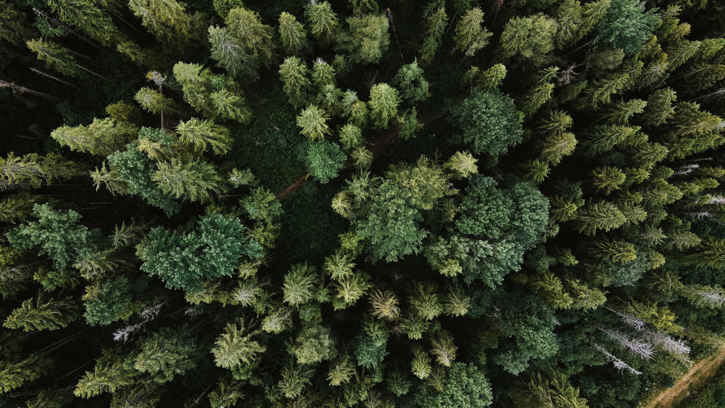 Forest Biomass Reference System from Tree-by-Tree Inventory Data
