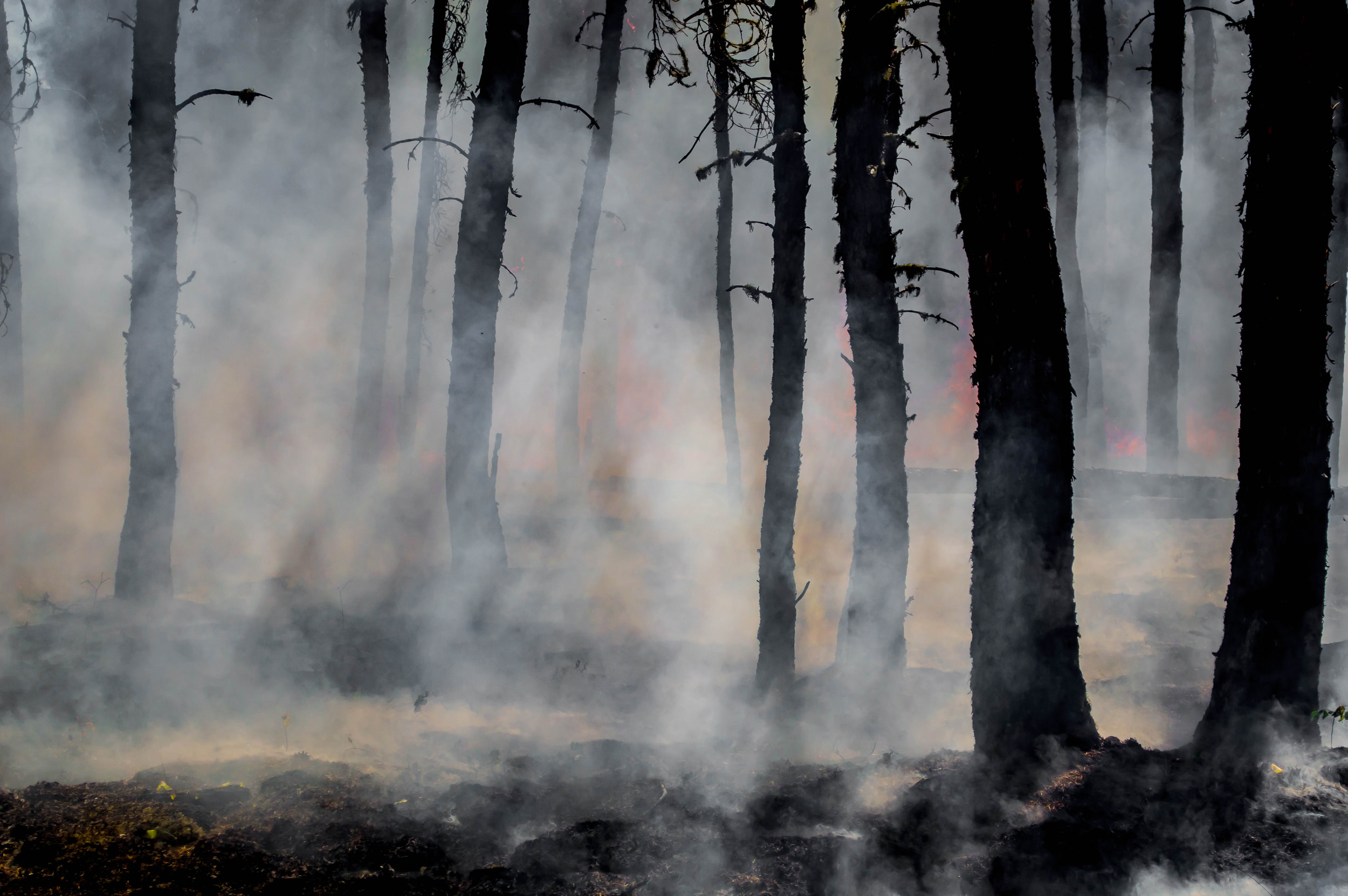 Global Wildfire Information System