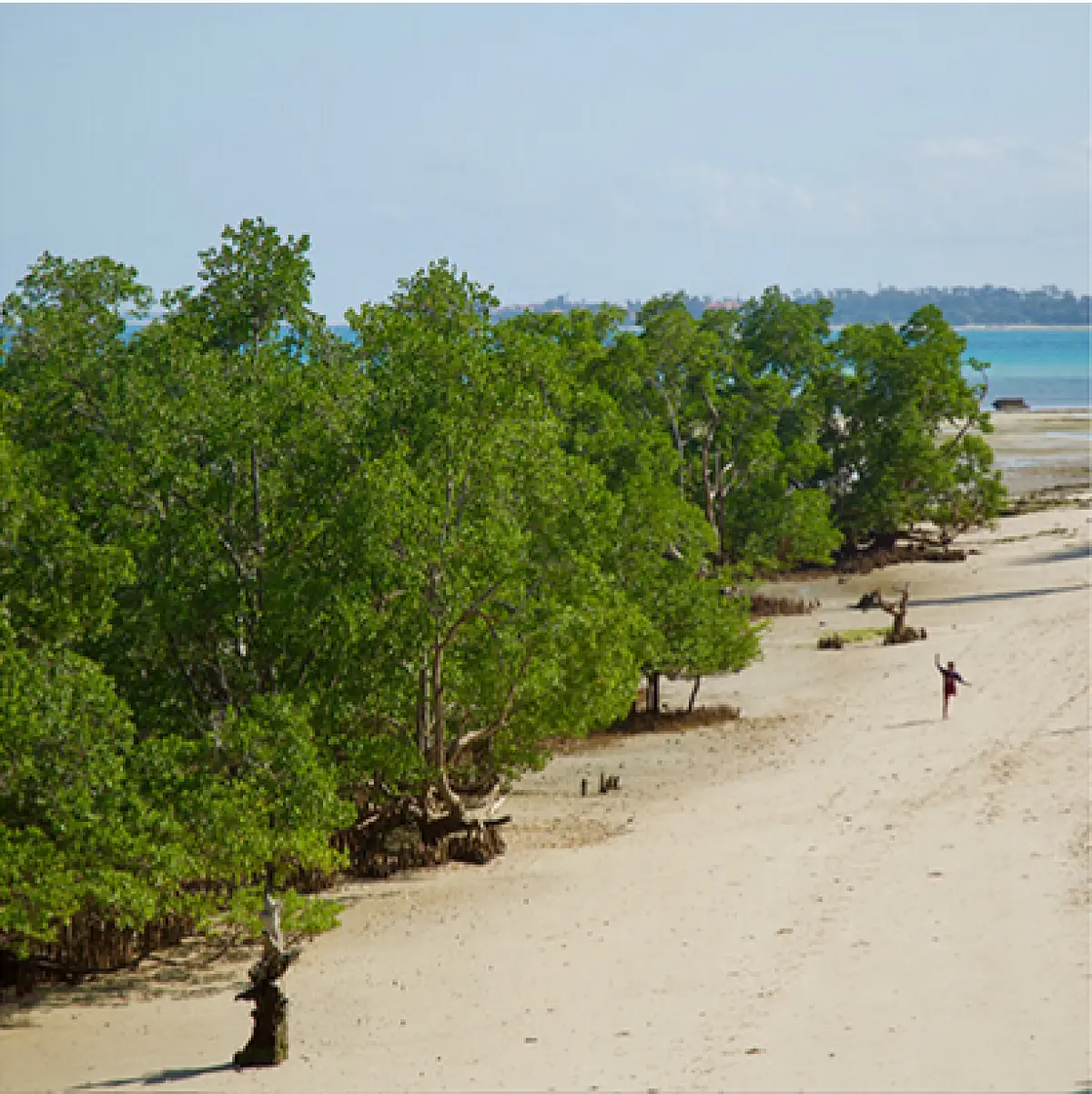 Time series for nature - Preserving mangroves in Zanzibar