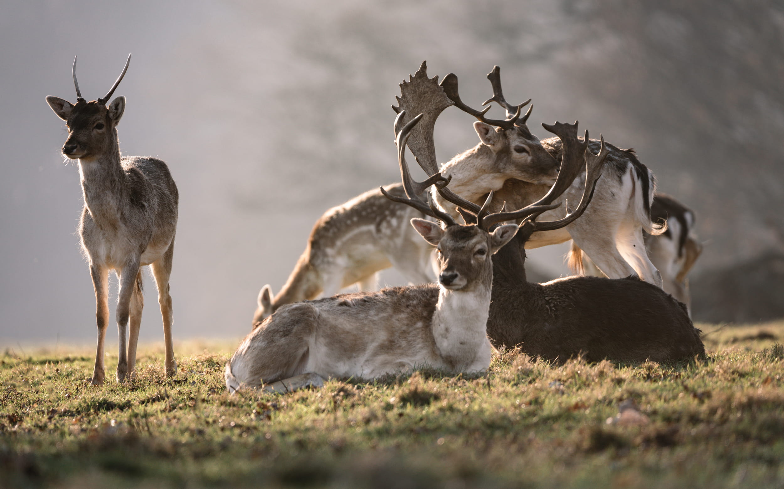 Ecosystems, Biodiversity and Carbon Management