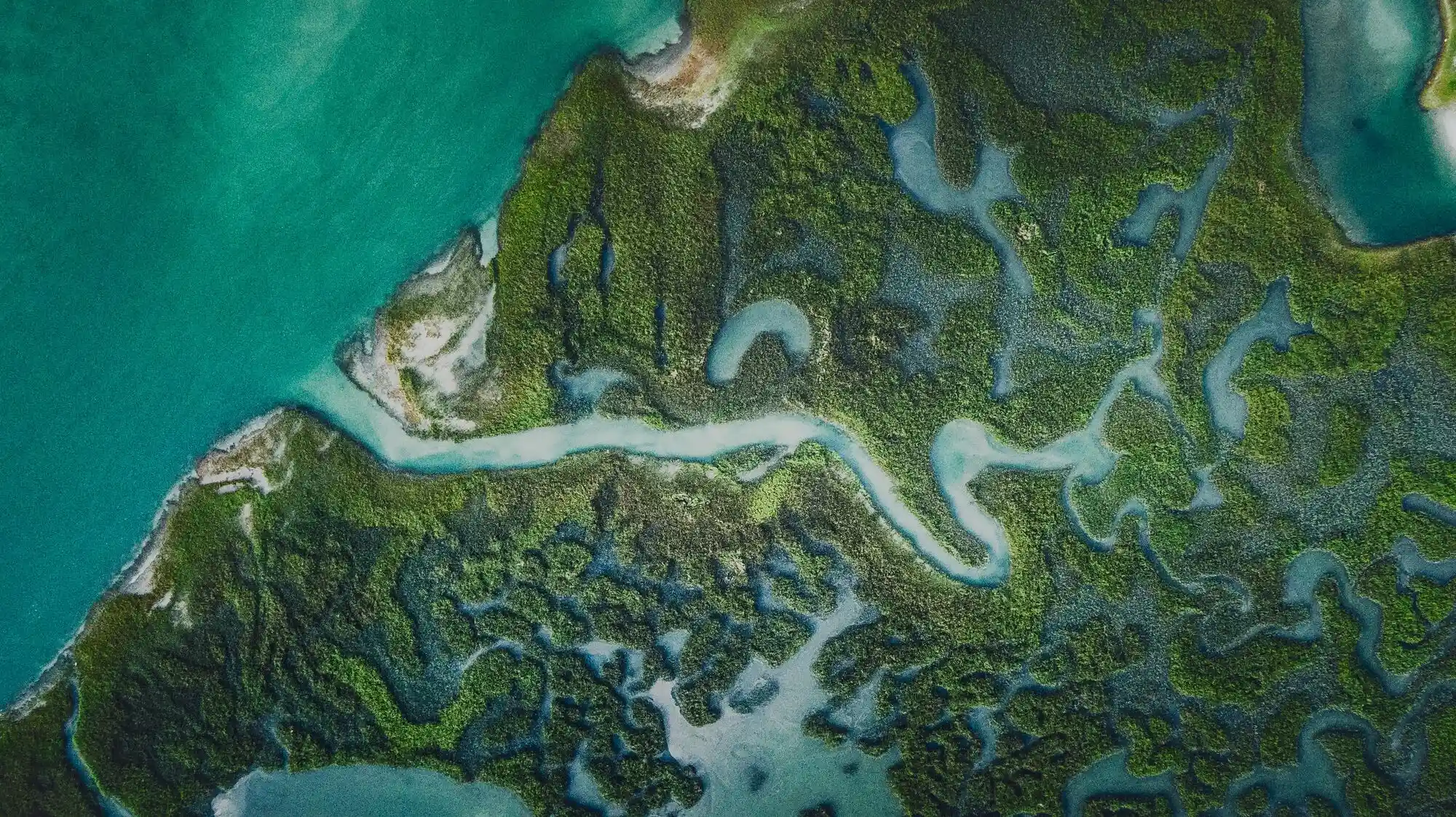 river in the forest