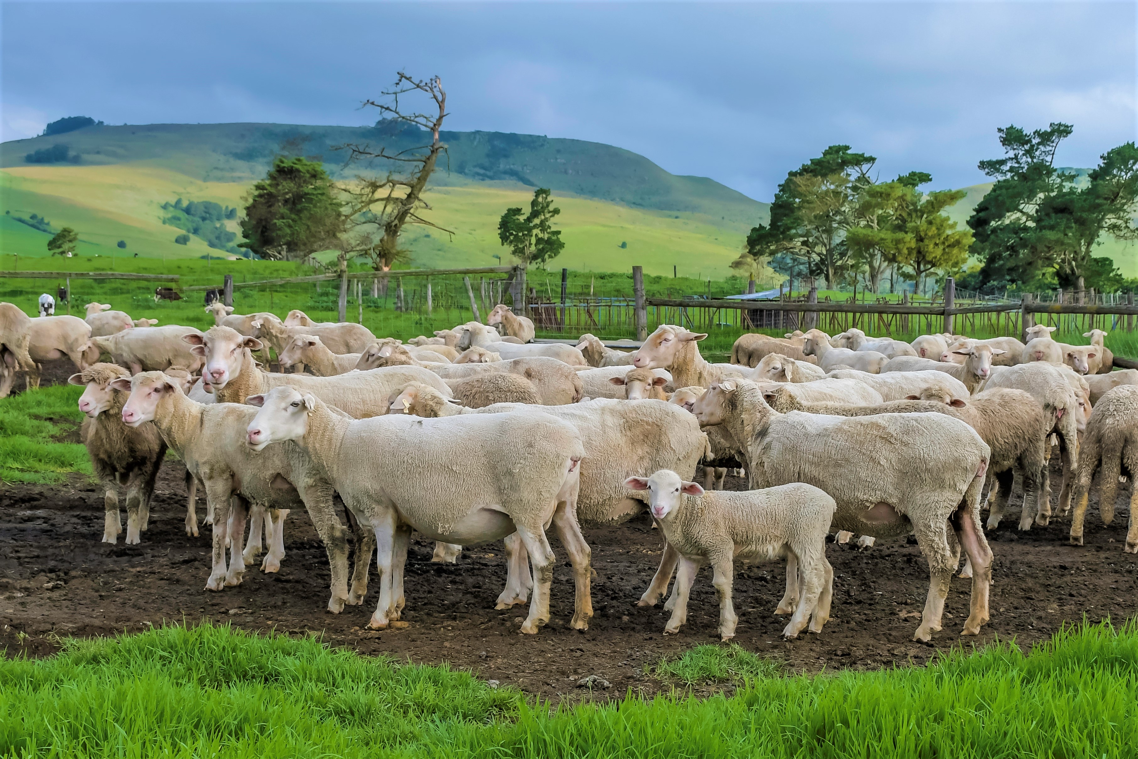 Earth intelligence and One Health: applying transdisciplinary insights to animal health