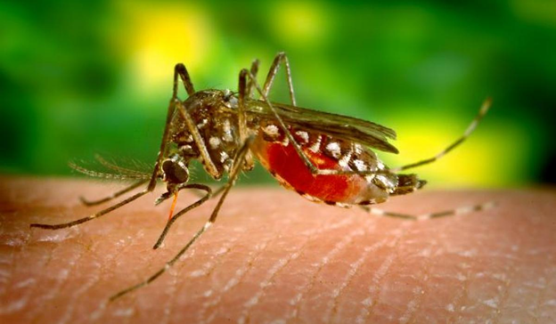 Source: scientistsagainstmalaria.net