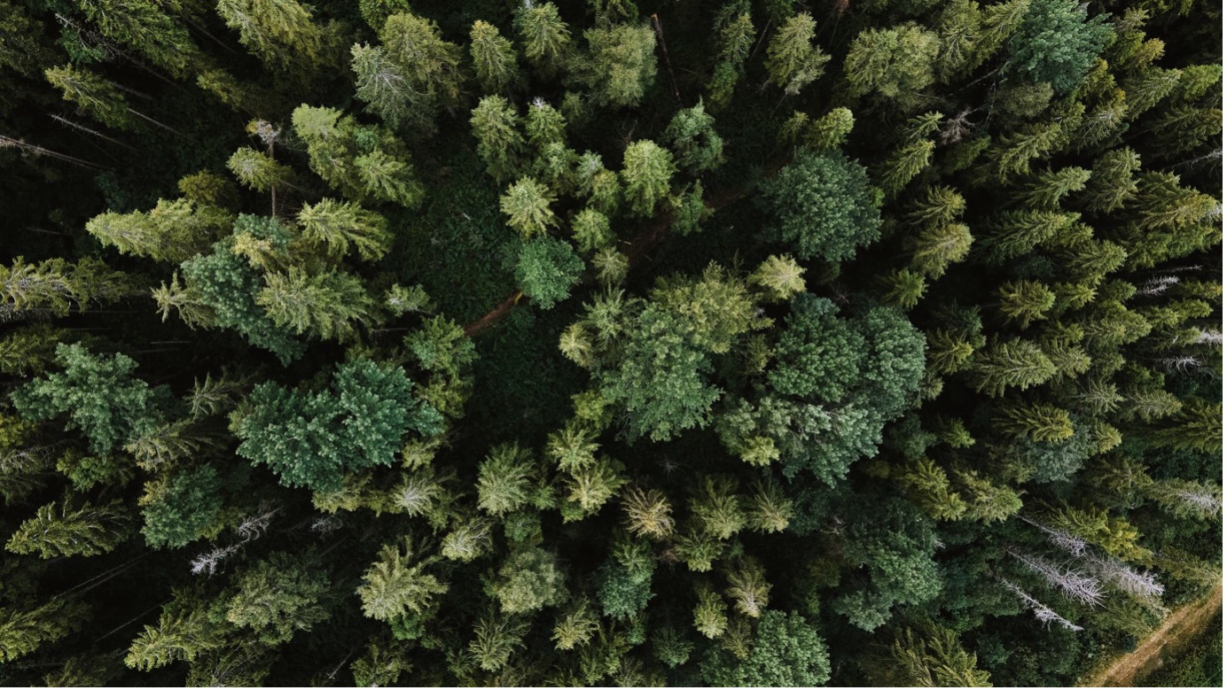 Forest data you can trust, from tree to satellite